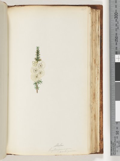 Pagina 145. Alela / Leptospermum ambiguum da Unknown artist
