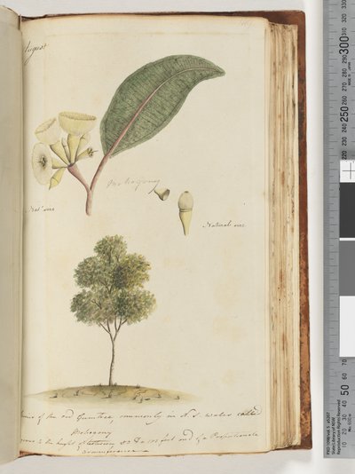 Pagina 149. Dimensione naturale, una specie di albero di gomma rossa, comunemente chiamato in N.S.W, Mogano da Unknown artist