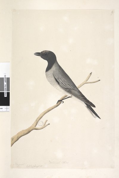 Pagina 14. Little Cuckoo, Shrike? Coracina robusta, 1791-92 da Unknown artist
