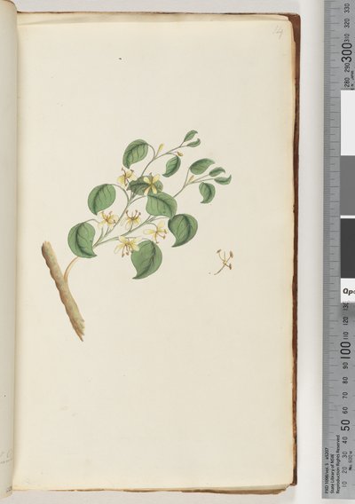 Pagina 14. Pianta non identificata da Unknown artist