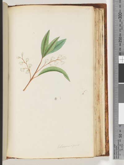 Pagina 150. Elaeocarpus da Unknown artist