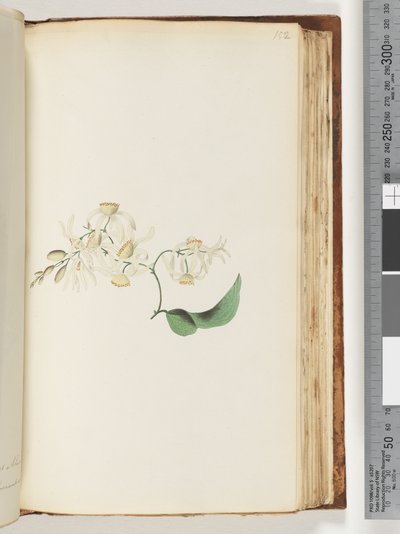 Pagina 152. Una pianta rampicante che si intreccia con gli alberi da Unknown artist