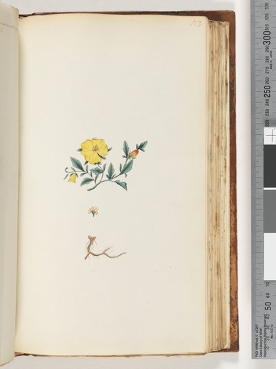 Pagina 153. Pianta non identificata da Unknown artist