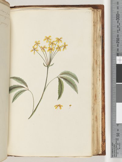 Pagina 158. Pianta non identificata da Unknown artist