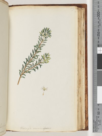 Pagina 159. Westringea rosmariniformis da Unknown artist