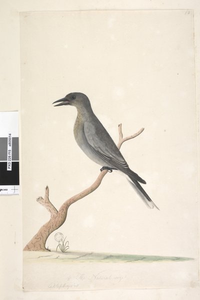 Pagina 15. Ceblephyris da Unknown artist