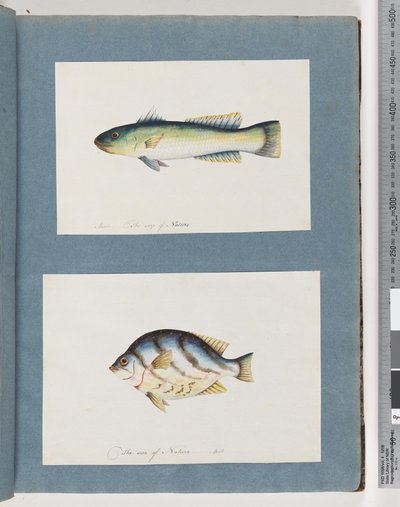 Pagina 15. Pesce non identificato 16. Pesce non identificato da Unknown artist