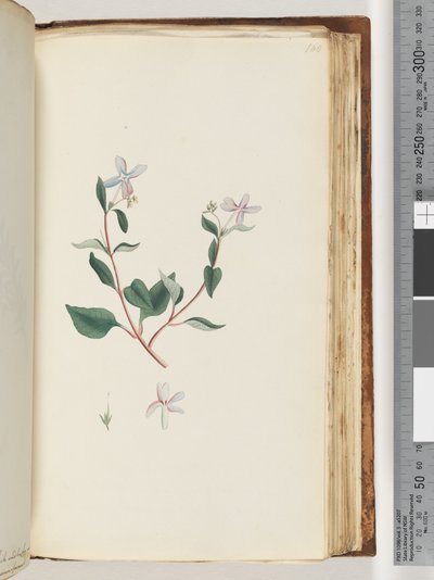Pagina 160. Pianta non identificata da Unknown artist