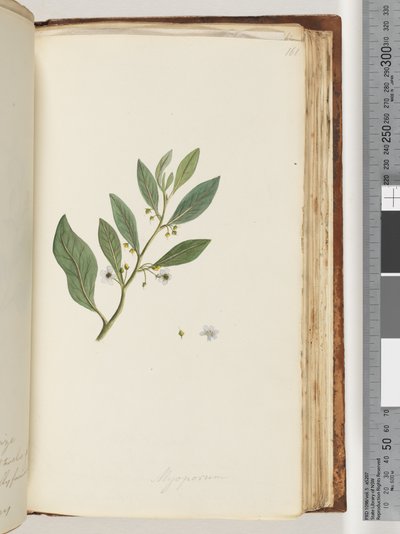 Pagina 161. Myoporum da Unknown artist