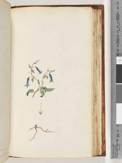 Pagina 165. Pianta non identificata da Unknown artist