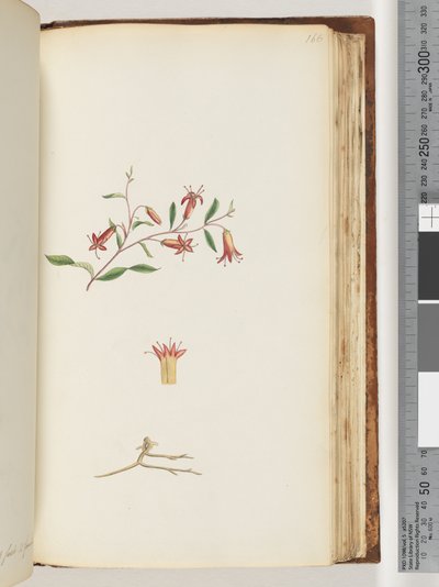 Pagina 166. Pianta non identificata da Unknown artist