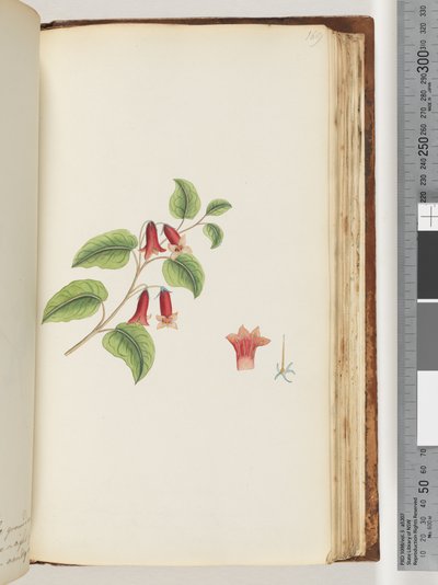 Pagina 169. Pianta da fiore senza nome da Unknown artist