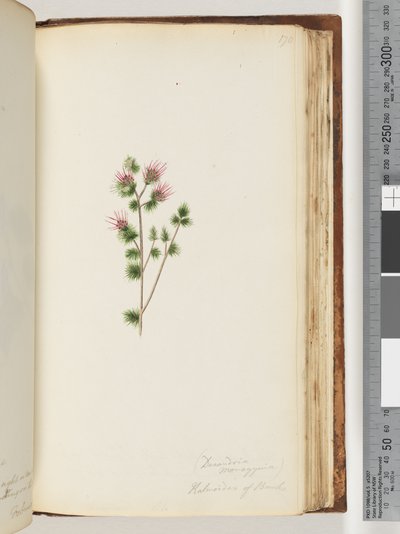 Pagina 170. Decandria monogynia. Kalmoides di Banks da Unknown