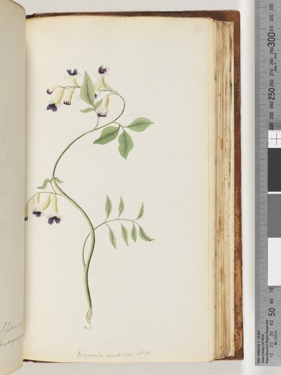 Pagina 171. Bignonia australis H.K da Unknown artist