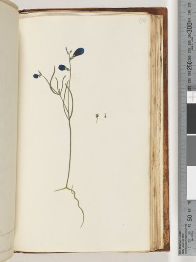 Pagina 174. Pianta non identificata da Unknown artist