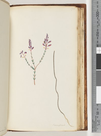 Pagina 175. Comaspernia da Unknown artist