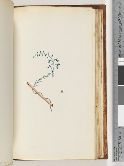 Pagina 177. Pianta non identificata da Unknown artist