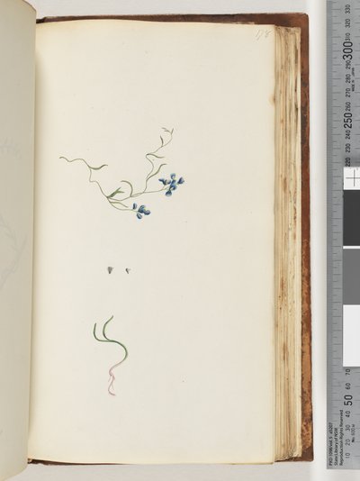 Pagina 178. Pianta non identificata da Unknown artist