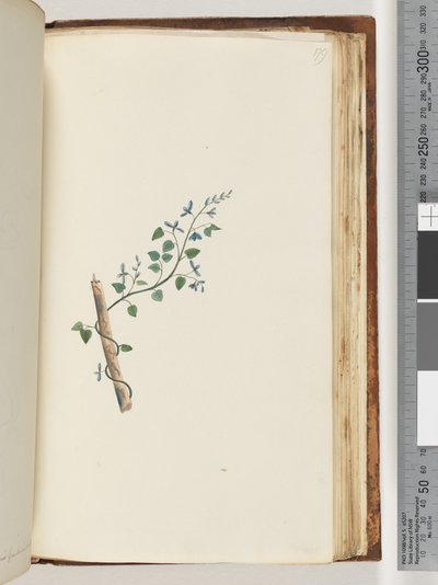 Pagina 179. Pianta non identificata da Unknown artist