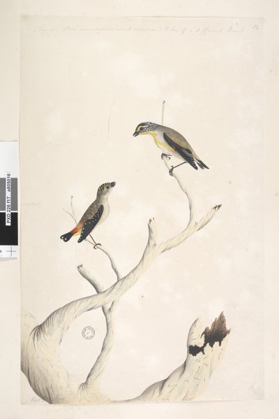Pardalotus maculato e Pardalotus striato (dettaglio) da Unknown artist