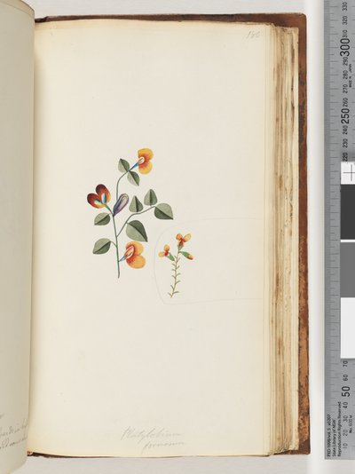 Pagina 180. Platylobium formosum / Pisello piatto bello da Unknown artist