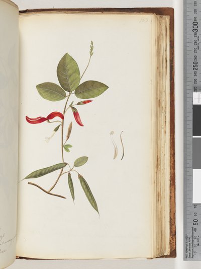 Pagina 183. Piante non identificate da Unknown artist