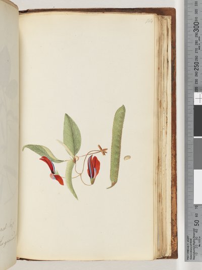 Pagina 184. Rampicanti o Caprifogli da Unknown artist