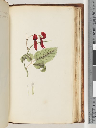 Pagina 185. Pianta non identificata da Unknown artist
