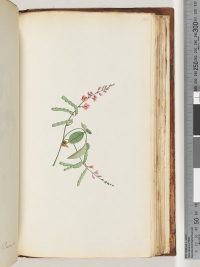 Pagina 186. Pianta da fiore, una rampicante da Unknown artist