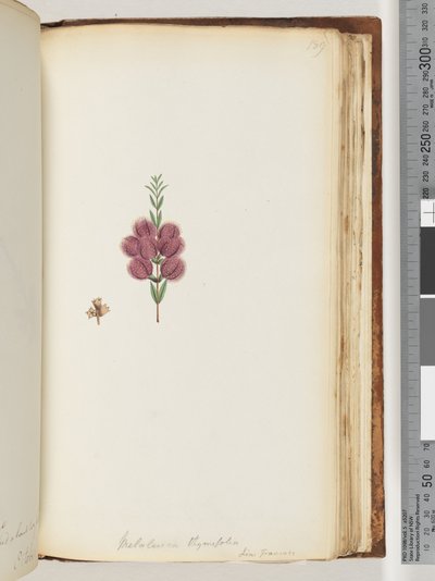 Pagina 189. Melaleuca thymifolia da Unknown artist