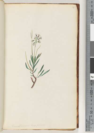Pagina 18. Conospermum longifolium da Unknown artist