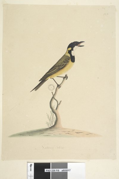 Pagina 18. Dimensione naturale Golden Whistler Pachycephala pectoralis, maschio, 1791-92 da Unknown artist
