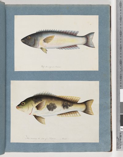 Pagina 18. Pesce non identificato.19. Pesce non identificato da Unknown artist
