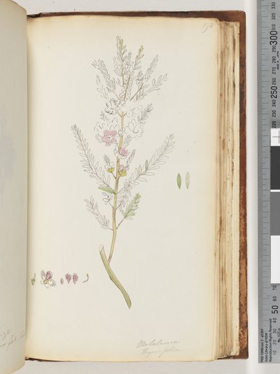 Pagina 190. Melaleuca thymifolia / Mirto di Timo da Unknown artist