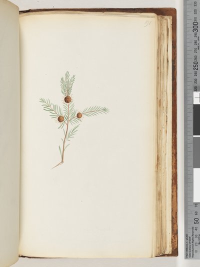 Pagina 191. Pianta non identificata da Unknown