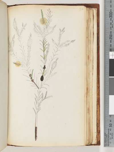 Pagina 192. Da un disegno incompiuto del Maggiore Ross da Unknown artist