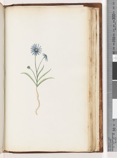Pagina 198. Pianta non identificata da Unknown artist