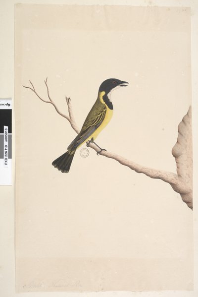 Pagina 19. Aprile. Fisignato dorato Pachycephala pectoralis, maschio da Unknown artist