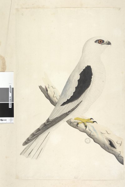Pagina 1. Elanus axillaris Elanus notatus, 1791-92 da Unknown artist