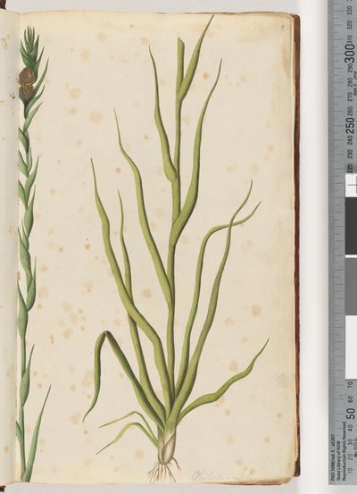 Pagina 1. Philydrum lanuginosum da Unknown artist