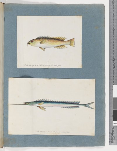 Pesce non identificato da Unknown artist