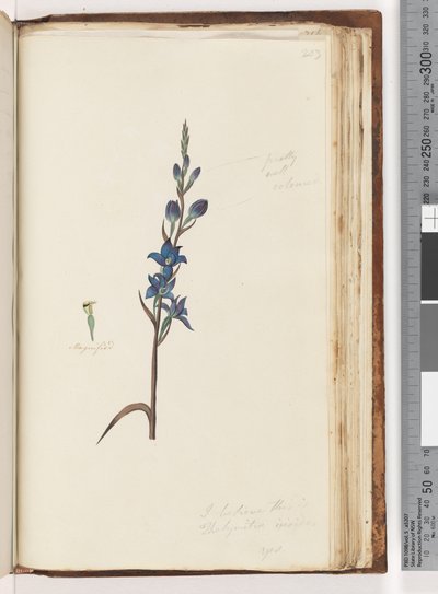 Pagina 203. Credo che sia Thelymitra ixioides / Orchidea del sole maculata da Unknown