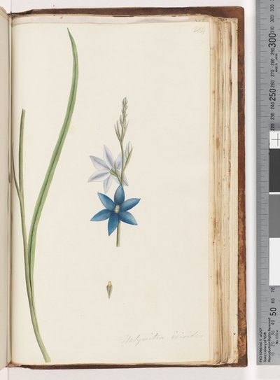 Pagina 204. Thelymitra ixiodes / Orchidea del Sole Maculata da Unknown artist