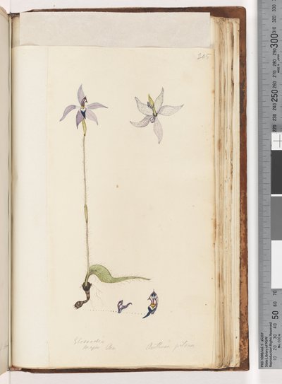 Pagina 205. Glossodia da Unknown artist