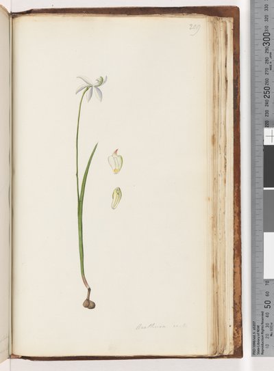 Pagina 209. Arethusa certe? da Unknown artist