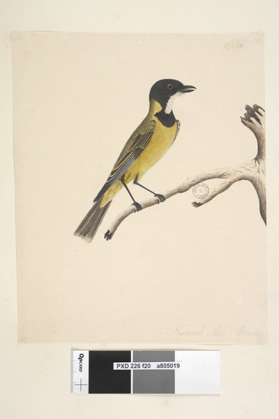 Pachycephala pectoralis, maschio da Unknown artist