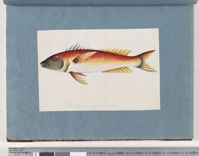 Pesce non identificato da Unknown artist