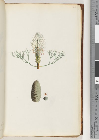Pagina 20. Pianta senza nome da Unknown artist