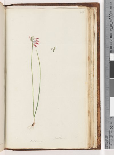 Pagina 210. Arethusa certe? / Caladenia da Unknown artist
