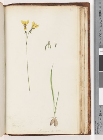 Pagina 211. Forma di Diuris aurea da Unknown artist